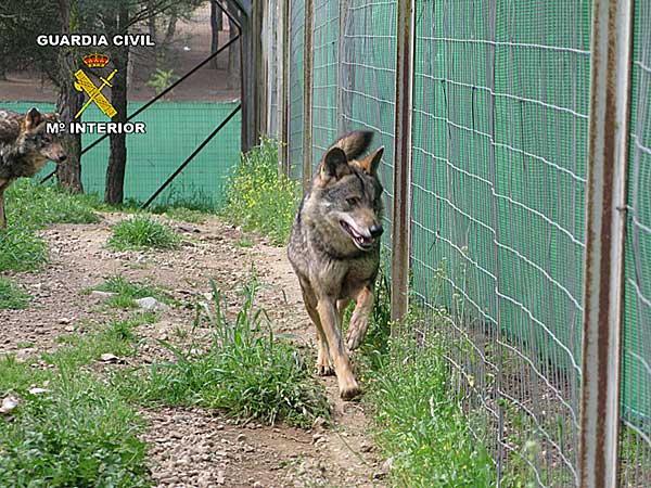 La Guardia Civil recupera cinco lobos y un lince en una investigación por tráfico de especies protegidas.