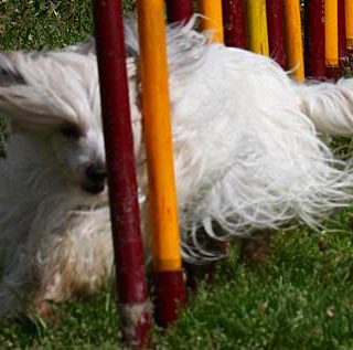 Una única prueba, en Pontevedra, sábado 30 y domingo 31, con el Club de Agility Tercans.