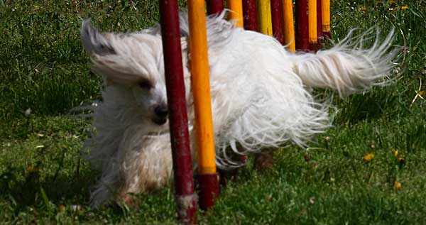 Una única prueba, en Pontevedra, sábado 30 y domingo 31, con el Club de Agility Tercans.