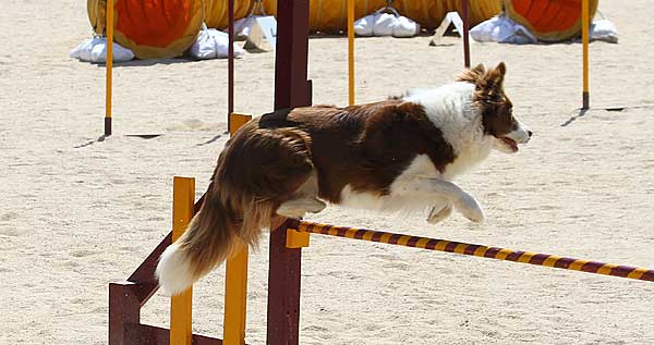 Prueba de agility RSCE del 9 de julio de 2011.