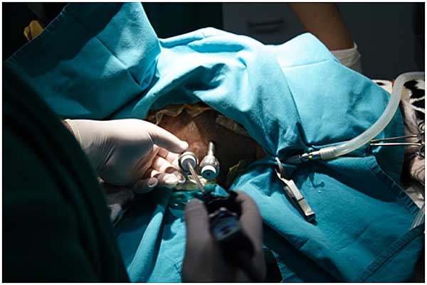 Castración por laparoscopia en perras y gatas.