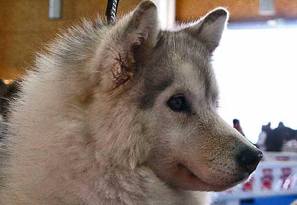 Actualmente en pleno estudio, los dos primeros perros que han sido tratados con la vacuna contra este cáncer oral canino no han desarrollado efectos secundarios.