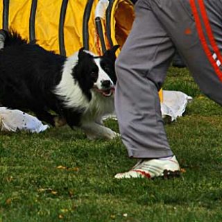 Pruebas de agility RSCE 27 y 28 de agosto.