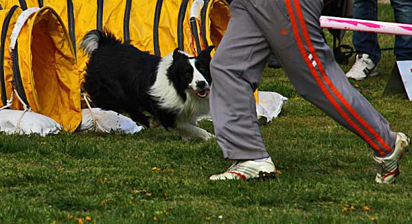 Pruebas de agility RSCE 27 y 28 de agosto.