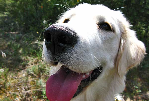 Cómo funciona el olfato del perro, y en qué se basa el adiestramiento y formación de perros de rescate Método Arcón.