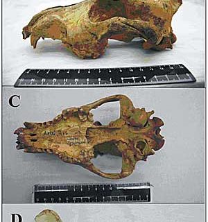 Descubierto el cráneo de un perro de 33.000 años de antigüedad, procedente de las montañas de Altai de Siberia: La evidencia de los primeros proto-perros dómesticos, domesticación que quedó interrumpida por la última glaciación.