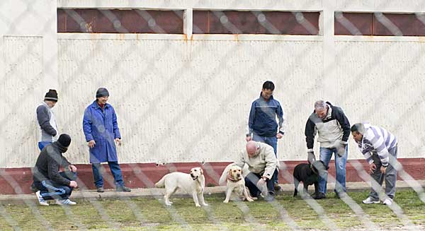 Perros de terapia de la Fundación Affinity en prisiones.