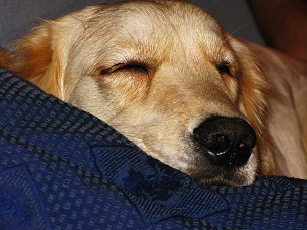 Hostelbookers nos propone su Top 10 de alojamientos seleccionados por su calidad y buen precio,  para <strong>viajar con perros</strong> por todo el mundo.