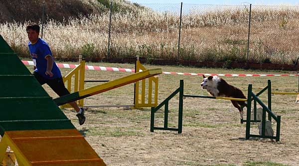 Agility RSCE en Gerona, Castellón, Valencia, Murcia, Zaragoza y Sevilla. Agenda repleta de pruebas para el fin de semana del 5 y 6 de noviembre.