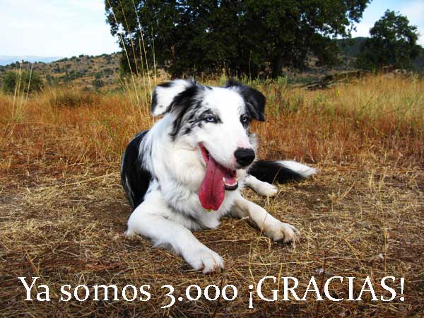 Ya somos tres mil en la página de doogweb en Facebook. Tres mil apasionados de los perros siempre al día de todo lo que sucede en el mundo del perro. ¡Gracias por seguirnos!