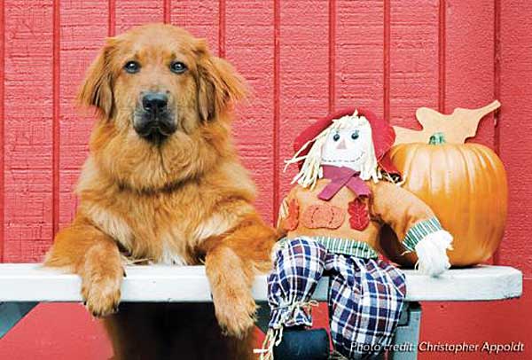 Recomendaciones de la AVMA y Animal League para familias con perros ante la fiesta de Halloween.