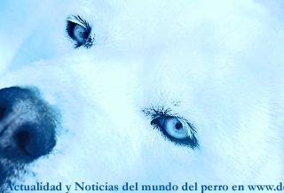 Noticias del mundo del perro, 26 sept. a 2 de octubre.