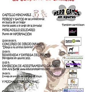 Perrigatos, festival de adopción.