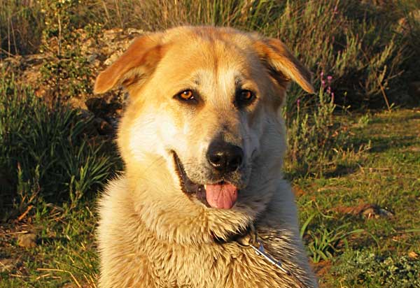 Muchos perros "inadaptados" son en realidad joyas en bruto. Perros que necesitan un trabajo que realizar en el que focalizar todos esos ¿problemas de comportamiento?