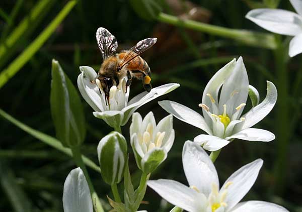 Star of Bethlehem.