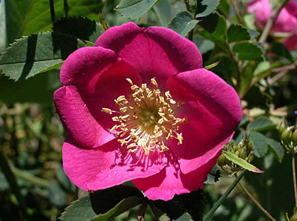 Wild Rose es la Flor de Bach necesaria para aquellos perros que no interaccionan con el entorno, que están tristes en un rincón, incluso se niegan a comer y beber, son animales que han sido maltratados, han perdido a su dueño,han sido abandonados y esto les lleva a sufrir una gran apatía que los puede inducir a enfermar.