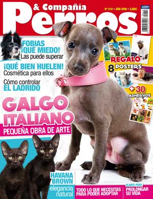 El número de noviembre de la revista Perros y Compañía tiene como raza principal a un pequeño lebrel, el galgo italiano.