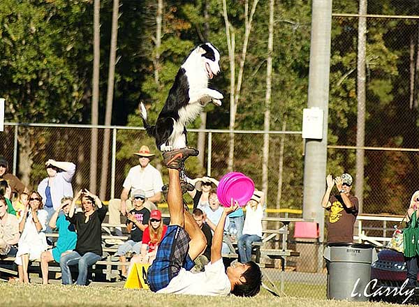 AED, Asociación Española de DogFrisbee