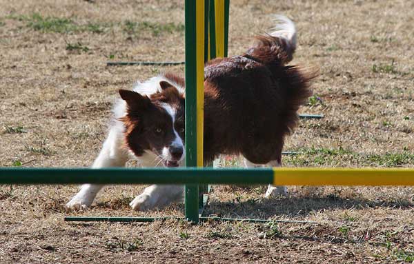 Agility con el Club de Agility Eslon, Club de Agility Tercans, y Club de Agility Paterna.