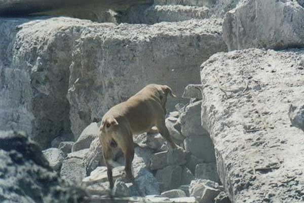 Un total de 5 personas sepultadas por deslizamiento en Manizales salvaron sus vidas al ser localizadas por Equipos Caninos Método Arcón de la Defensa Civil Colombiana.