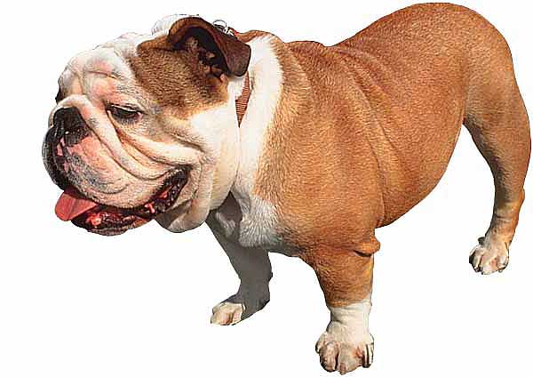 Veterinarios estadounidenses piensan que es hora de una cría selectiva que devuelva al bulldog inglés una morfología menos exagerada, que minimice las enfermedades asociadas.
