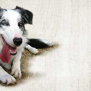 fondos de escritorio de border collie.