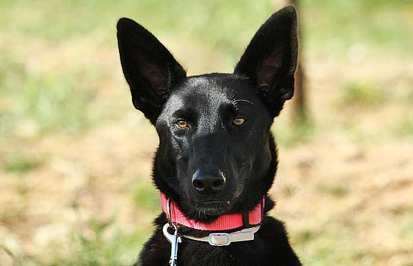 Estudio_perro_correa ¿Realmente puede influir cómo se maneje la correa, o el simple hecho de estar atado para cambiar el comportamiento de los perros? La respuesta es sí.