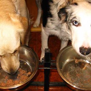 La etoxiquina es un controvertido conservante químico antioxidante, que se viene utilizando desde hace más de cuarenta años en alimentación canina y felina para evitar la formación de peróxido en los alimentos de origen animal.