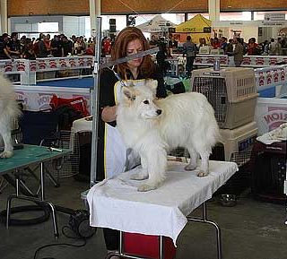 Exposición Canina Internacional de Vizcaya, 12 y 13 de noviembre de 2011.