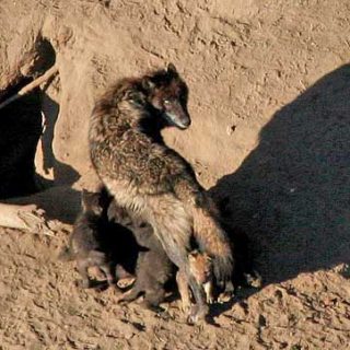 Los lobos fueron domesticados en el sudeste de Asia dando origen al perro, confirmado por estudios genéticos.