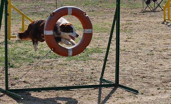 Agility 10 y 11 de diciembre, con el Club de Agility Costa Blanca, Club de Agility Neo Reus y Club de Agility Els Dimonis de Bascara.
