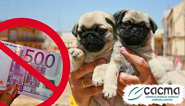 El Colectivo Andaluz contra el Maltrato Animal presentó el Jueves día 22 de diciembre la primera denuncia a un particular por la venta ilegal de perros en Málaga.