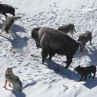 Vídeo del recibimiento de la una manada de lobos a la bióloga que estuvo trabajando con ellos.
