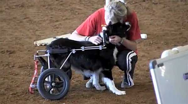Vídeo de Zip, el border collie que hace agility ayudado de una silla de ruedas. Una lección de superación.