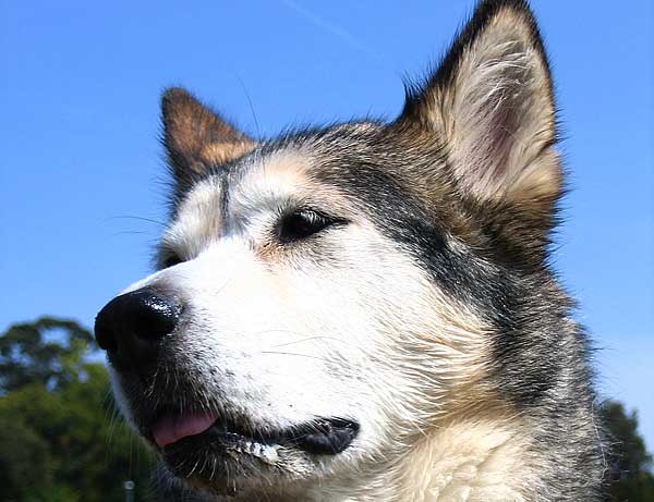 Estudio sobre la alimentación en perros de trabajo (trineo) en la zona del río Yukon con unos resultados preocupantes.