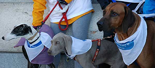 Los perros toman las calles de Madrid en "La Sanperrestre" de El Refugio (vídeo).