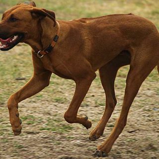 Un nuevo tipo de legislación PPP se está experimentado en algunos países. Se catalogan las razas de perros como "prohibidas", "restringidas" o "sin restricciones".