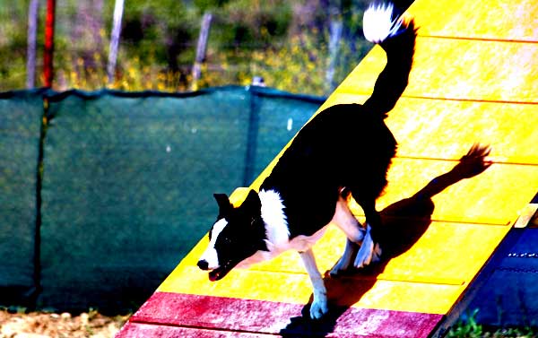 Agility el próximo fin de semana con: Club de Agility L´Horta Nord (selectiva), Club de Agility Zampican (selectiva) y Club de Agility Canic.