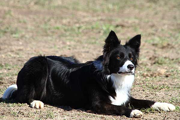 Experimento que demuestra la capacidad de los perros para interpretar y comprender oraciones verbales "objeto-acción".