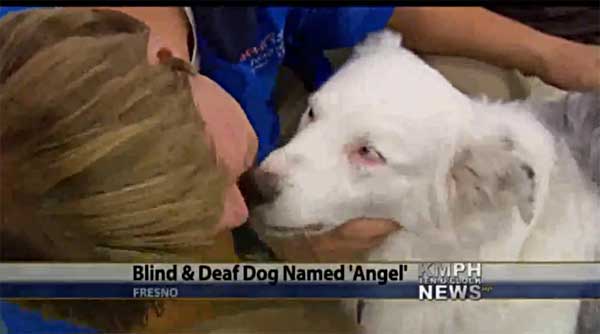 "Ángel" es un pastor australiano ciego y sordo de nacimiento que ha sido adiestrado mediante el tacto (vídeo).
