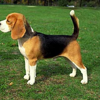 Ya se han publicado las estadísticas de inscripciones en el American Kennel Club, el labrador es el más popular, pero el beagle ya está tercero en popularidad.