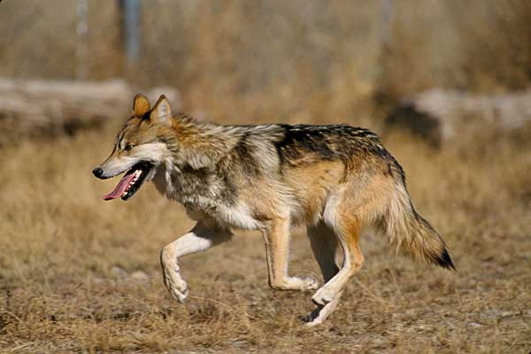 Actualmente, el lobo está protegido por la Directiva Hábitats europea, pero desde el ministerio de Agricultura, Alimentación y Medio Ambiente el pasado 8 de marzo se pidió formalmente a la Comisión Europea que se anulara la protección del lobo ibérico al sur del Duero. Bruselas se ha negado.