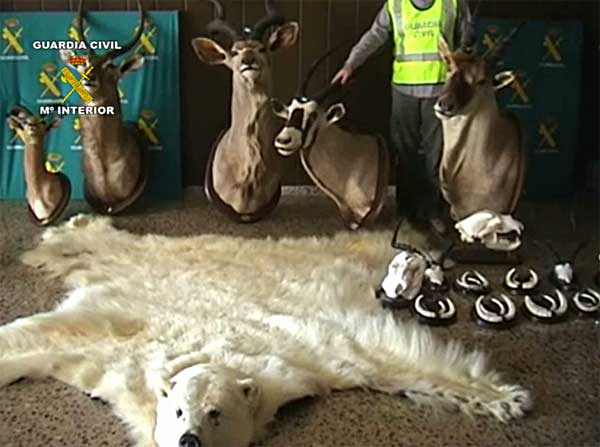 La Guardia Civil interviene en Barcelona una piel de oso polar disecado. Un grupo ecologista comunicó al SEPRONA la existencia de estas piezas expuestas en un restaurante.
