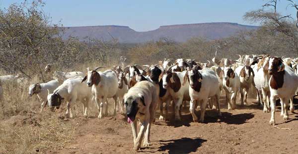 Pastor de Anatolia, kangal kurdo ayudan a salvar guepardos en Namibia, los mastines españoles cumplen la misma función con el lobo.