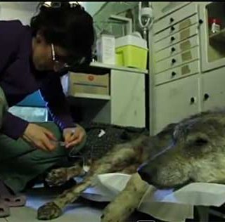 Navarra, la historia de un lobo afortunado.