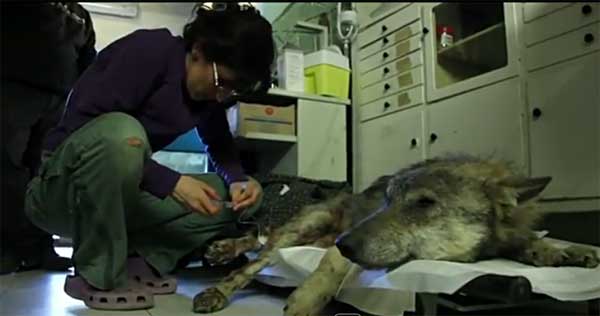 Navarra, la historia de un lobo afortunado.