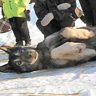 En la Iditarod 2012, un musher logró reanimar a su perro desde una parada cardiorespiratoria producida por un colapso, practicándole el boca a boca.