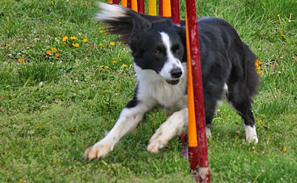 Agility el próximo fin de semana, con: Club de Agility Parque del Alamillo, Club de Agility C. Cam 99, Club de Agility Toskahua y Club de Agility Badalona (Open contra el Cáncer).