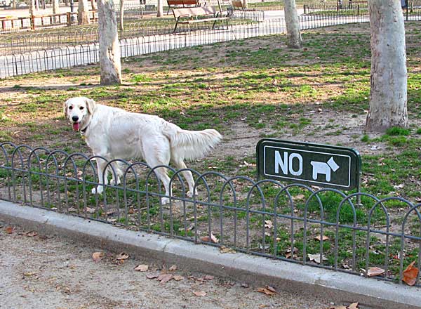 "Él no puede ser más limpio", es una excelente campaña del Ayto. de Guadalajara. Mañana sábado nueva conferencia abierta y gratuita: Factores que influyen en el carácter del perro. Cómo elegir un perro. Responsabilidad del propietario. Protectora de animales Local.