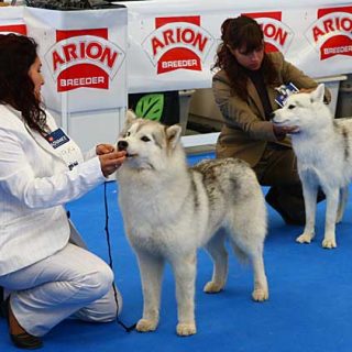 II Exposición Nacional Canina de Esquivias, con especial de retrievers y dogo alemán. Cómo llegar, horarios...